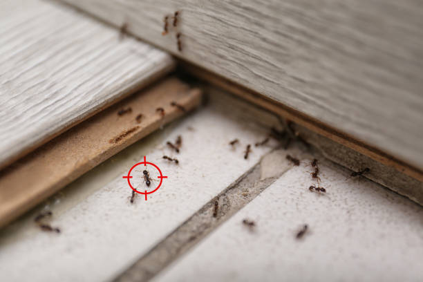 Best Termite Control Services  in Morganton, NC