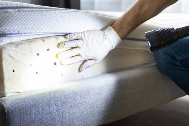 Best Exterminator Services  in Morganton, NC