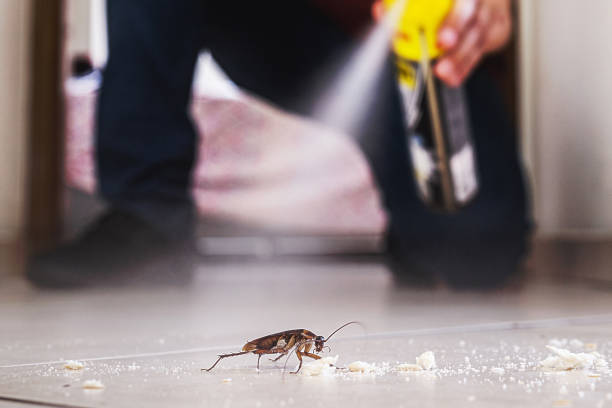 Best Bed Bug Extermination  in Morganton, NC
