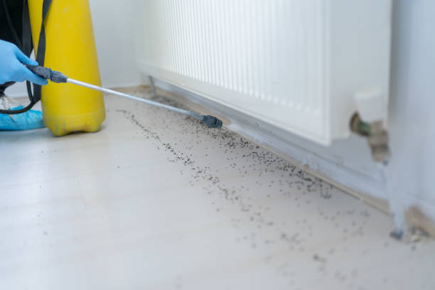 Best Mosquito Control Services  in Morganton, NC