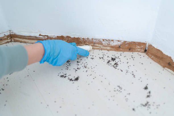 Best Pest Control Near Me in Morganton, NC